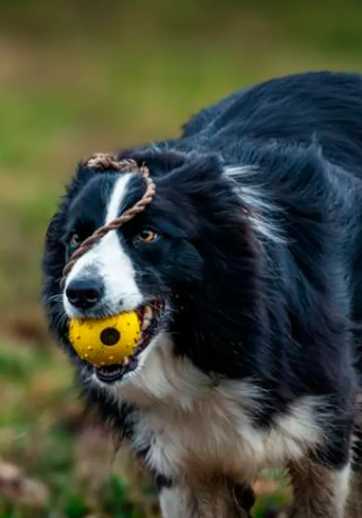Lua, a black and white border collie, with a yellow ball in her mouth